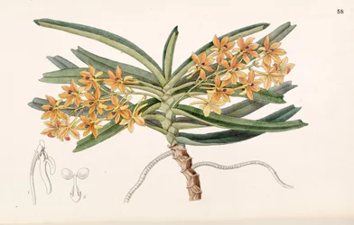 Ascocentrum miniatum